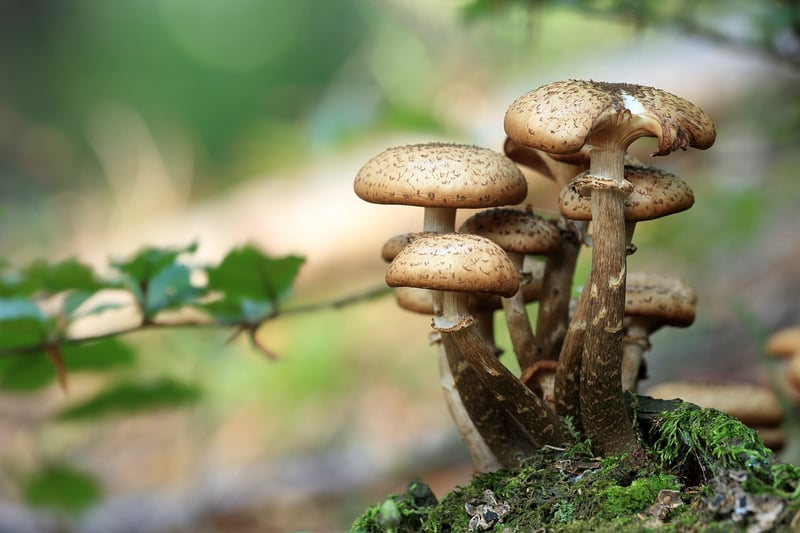 Umami-rich Mushrooms